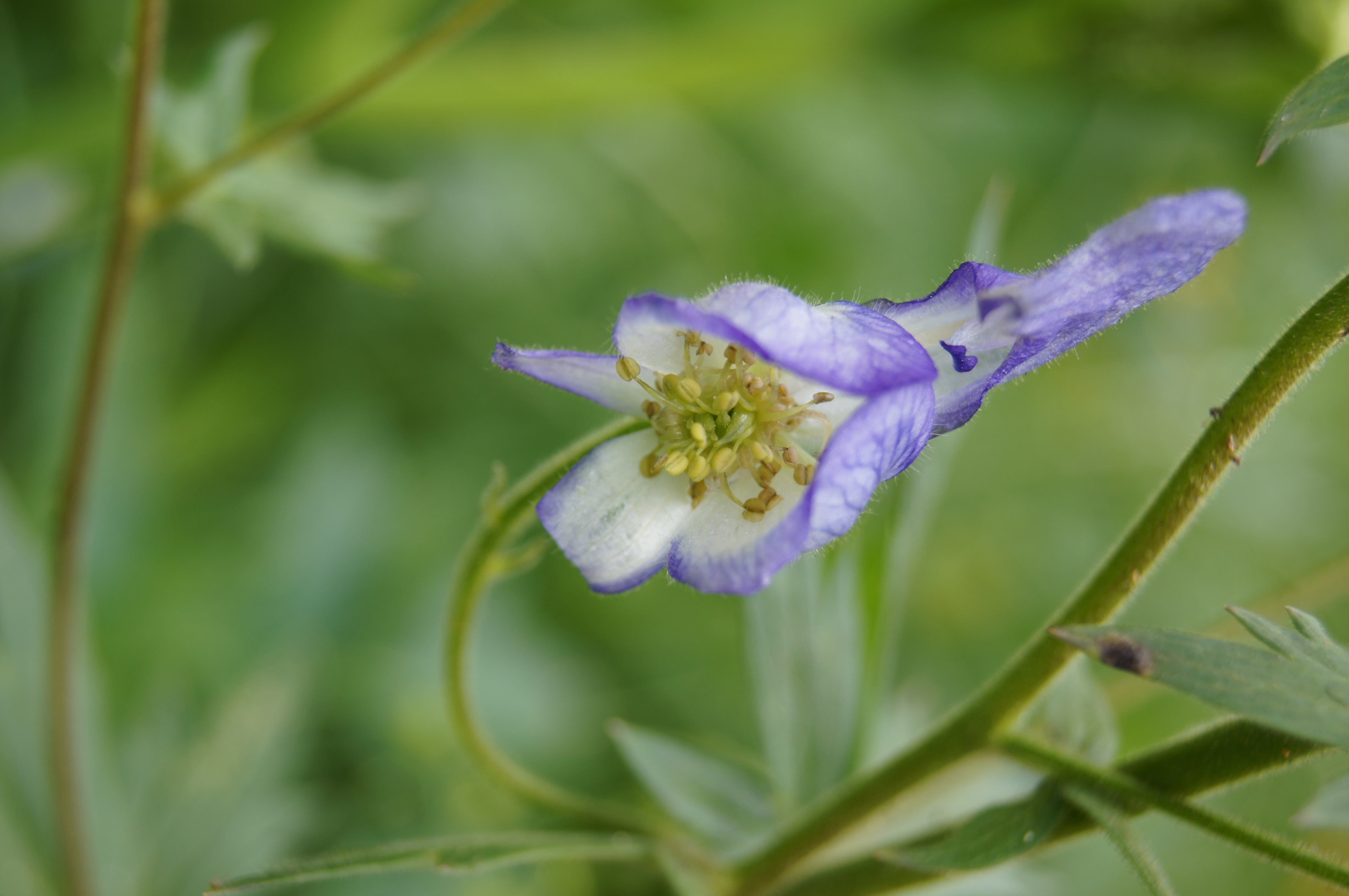 Columbine sprouting