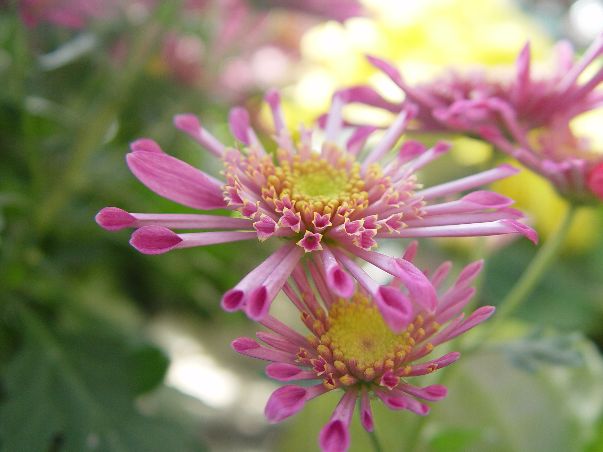 chrysanthemum