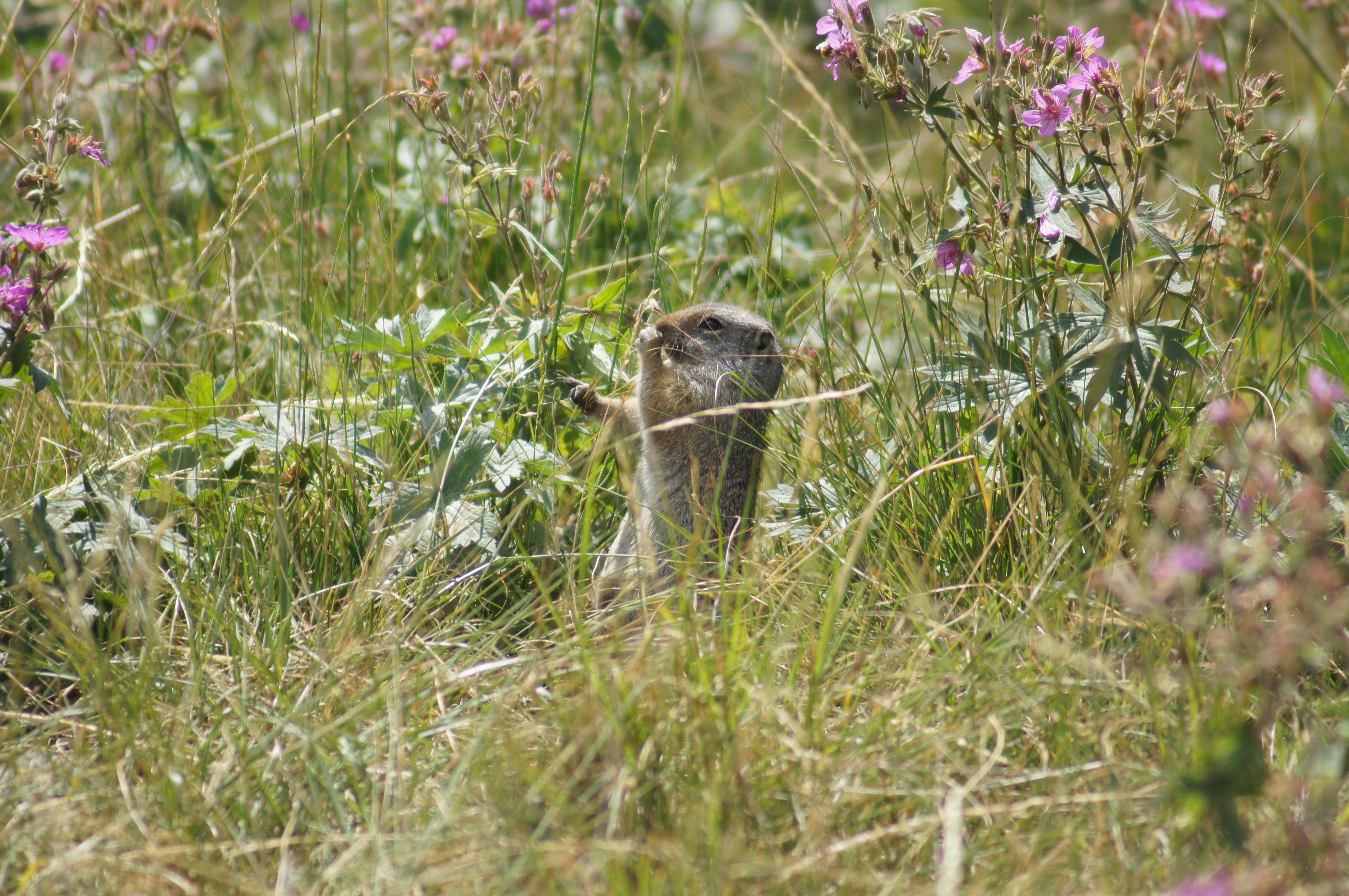 Ground Squirrel