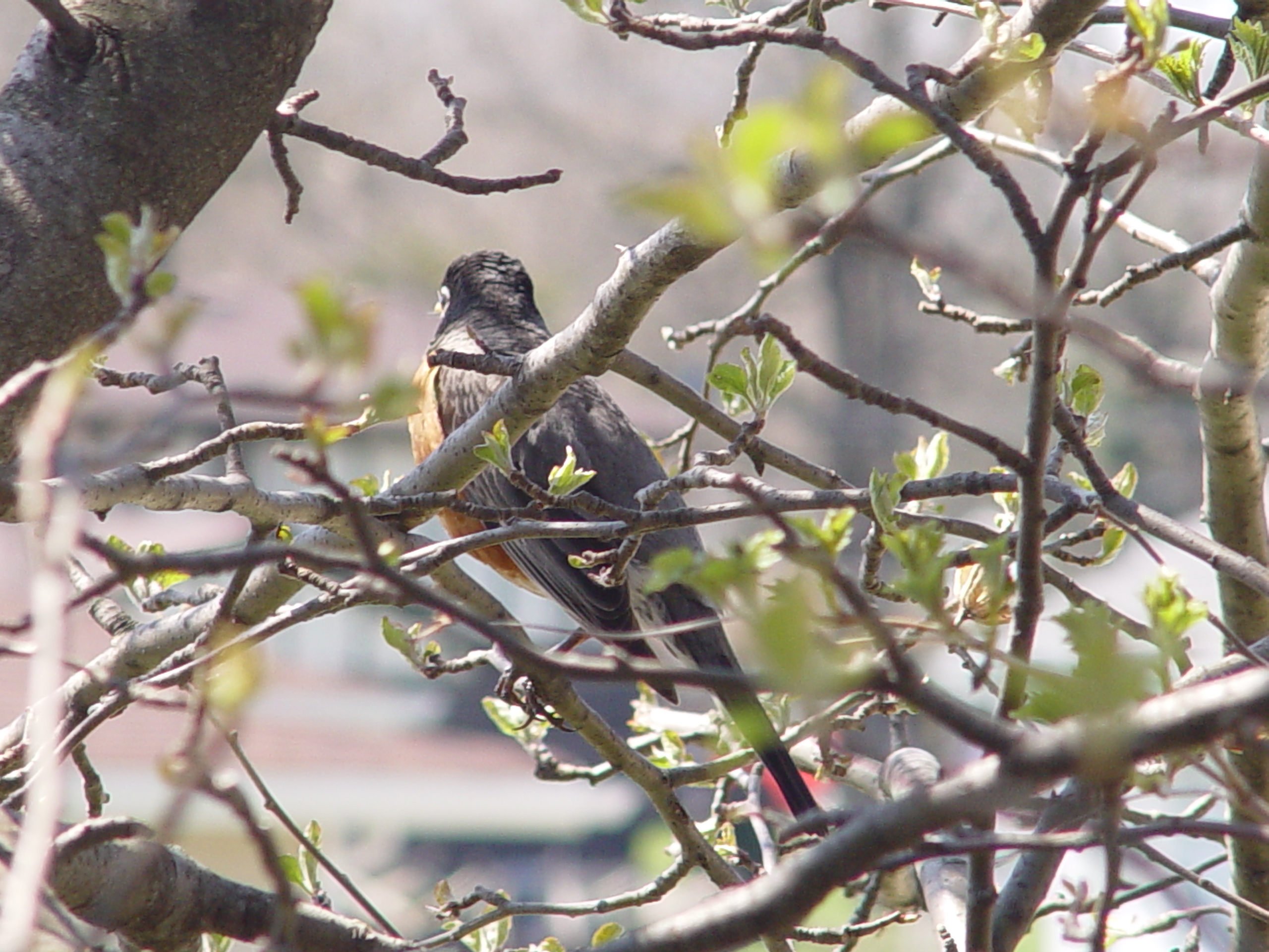Robin in apple tree