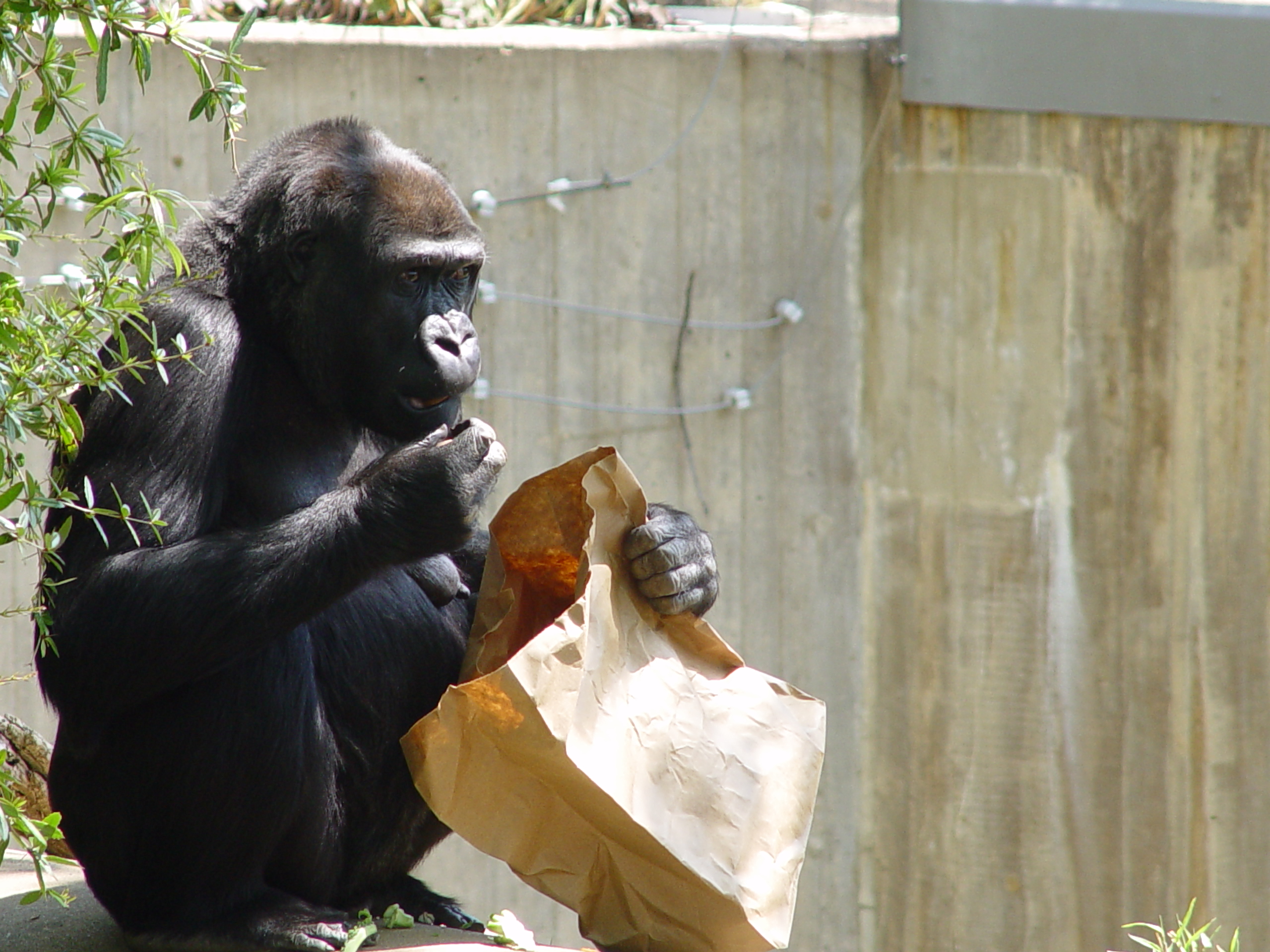 lunch at the zoo