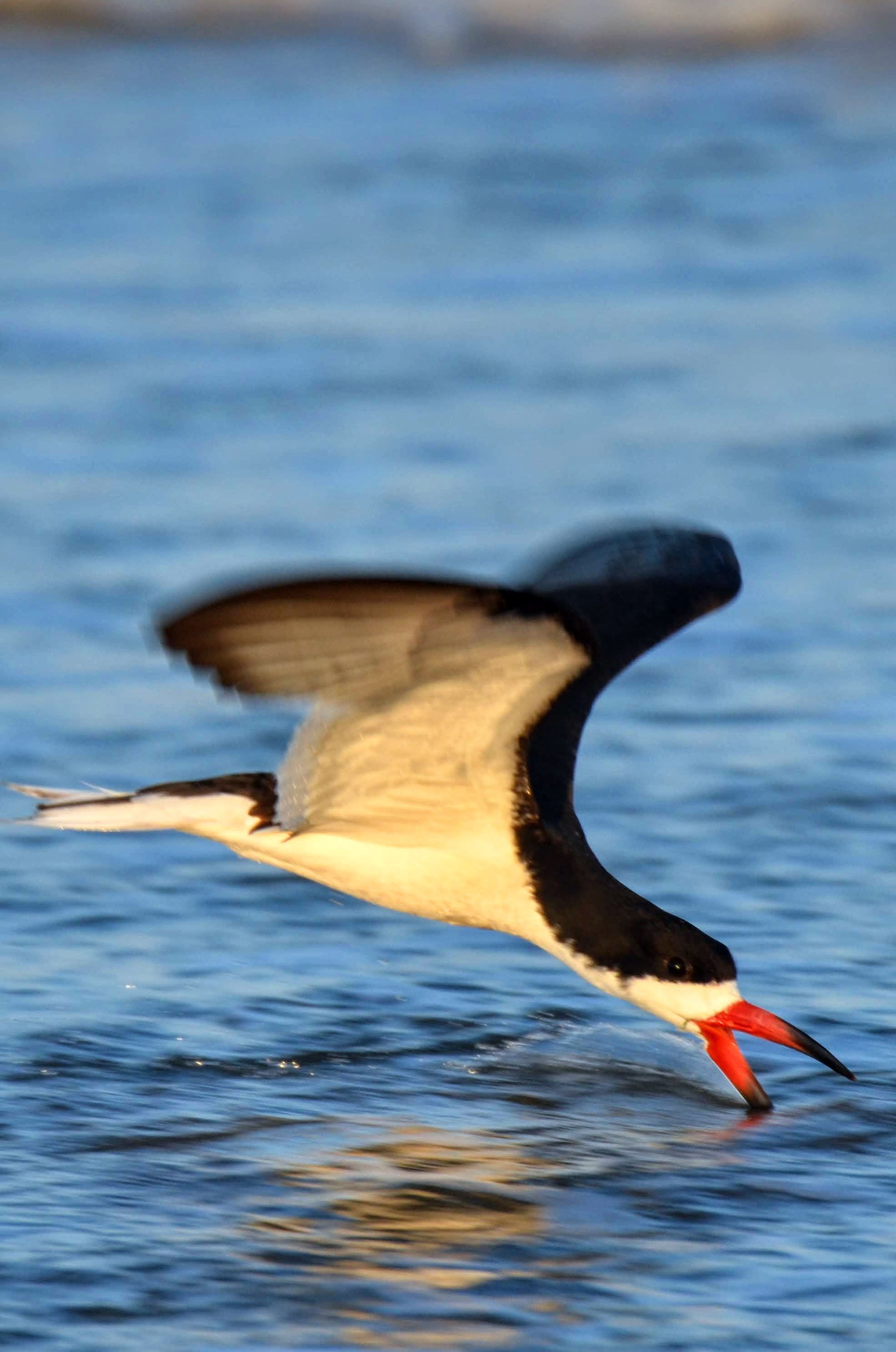 Black skimmer