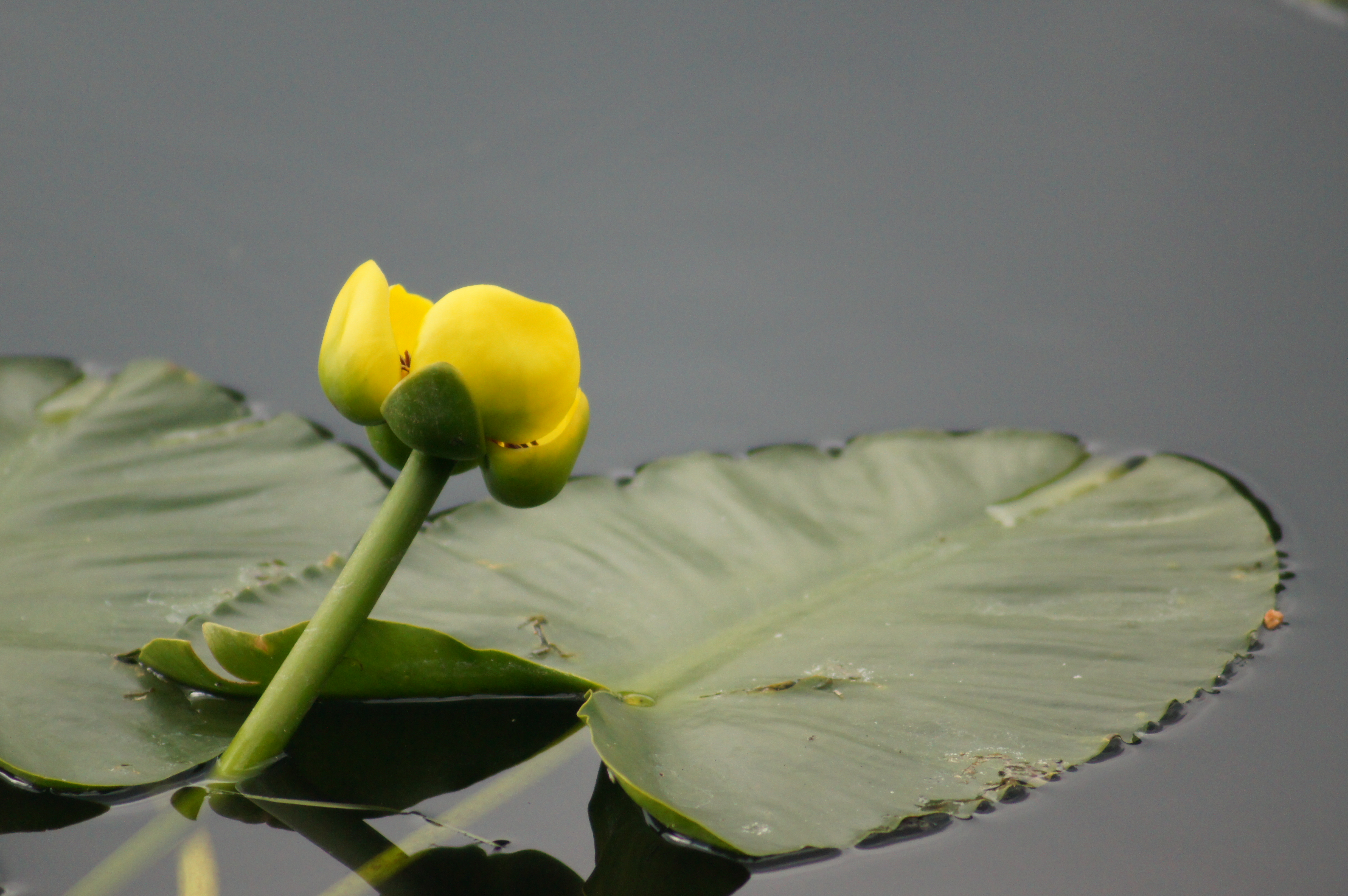 Lilly Pad