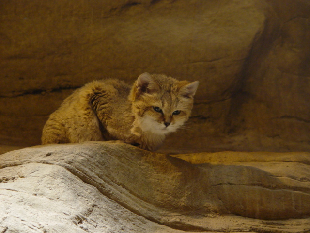 Wild desert cat