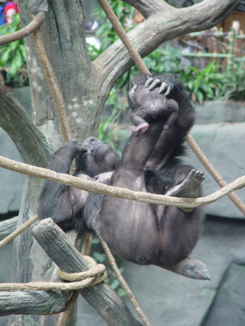 Gorilla mom with infant