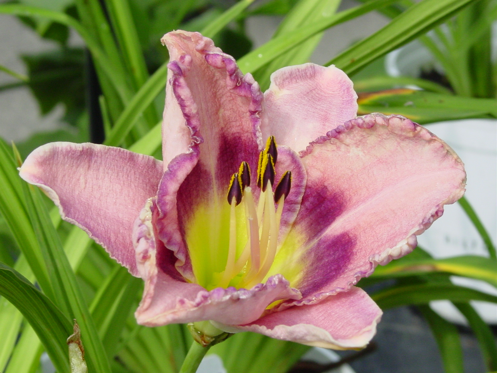 Day Lilly at the Biltmore