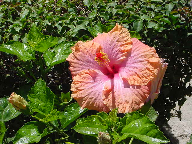 hibiscus