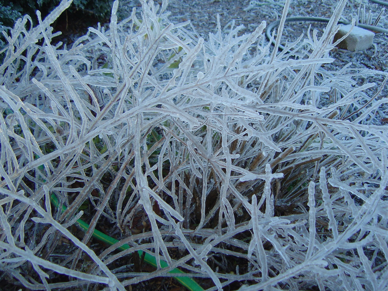 Ice Storm limbs