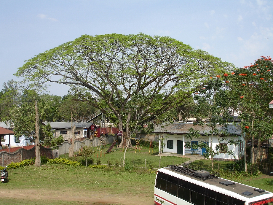 Umbrella Tree