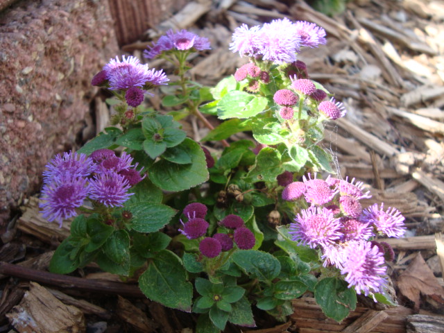 Purple Flowers