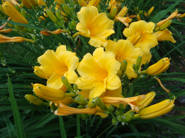 Yellow Flowers