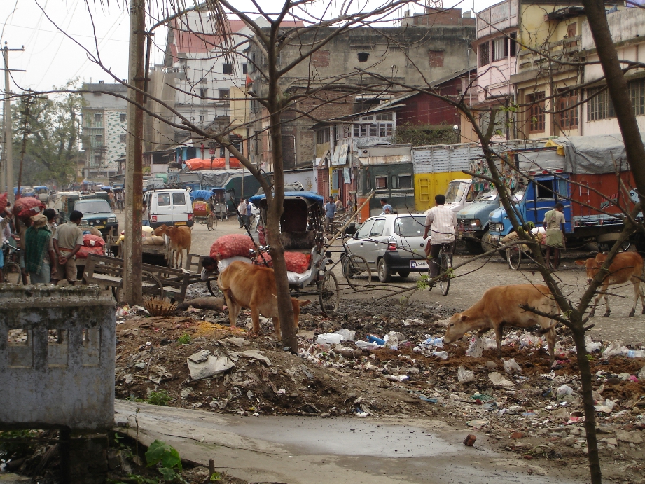 Street scene with cows and trash