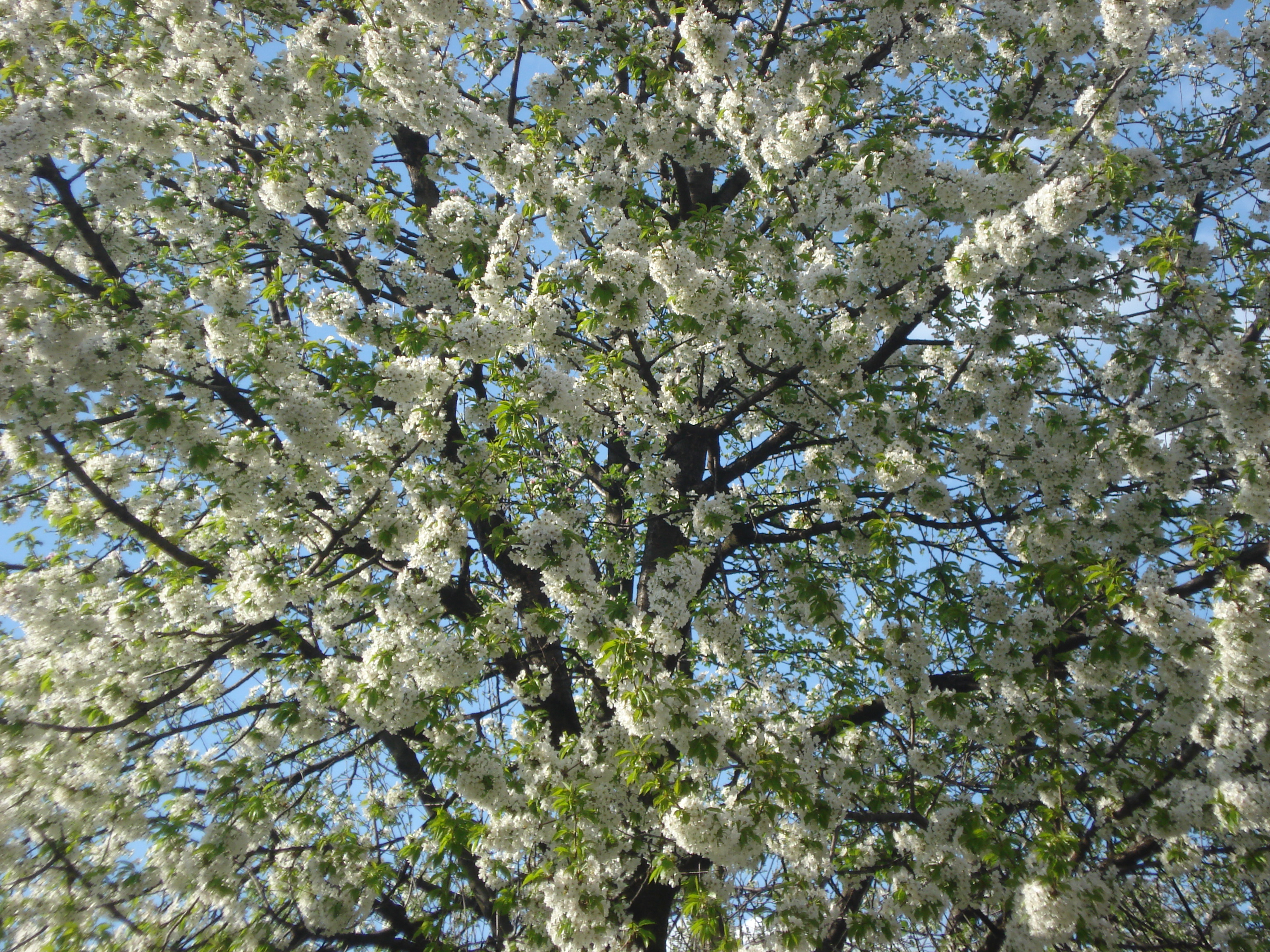 cherry tree blossoming