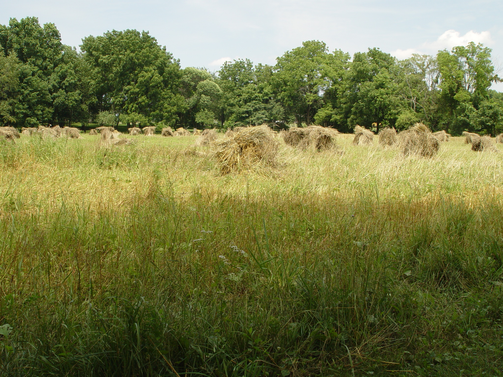 Camiseta real madrid republicana