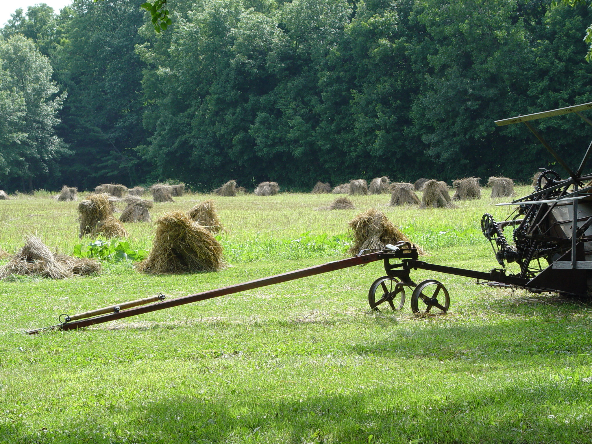 hay in the field