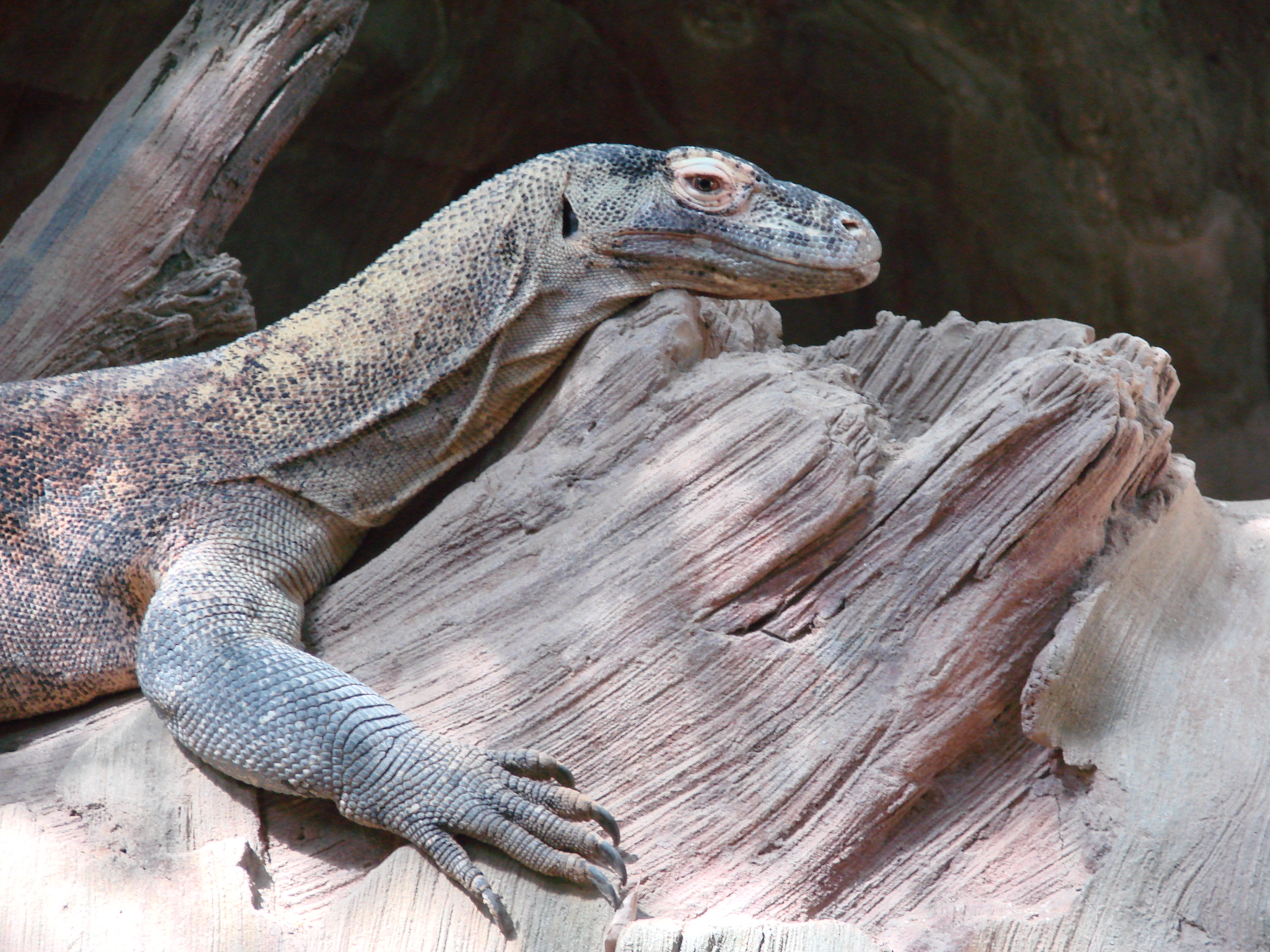 Komodo Dragon