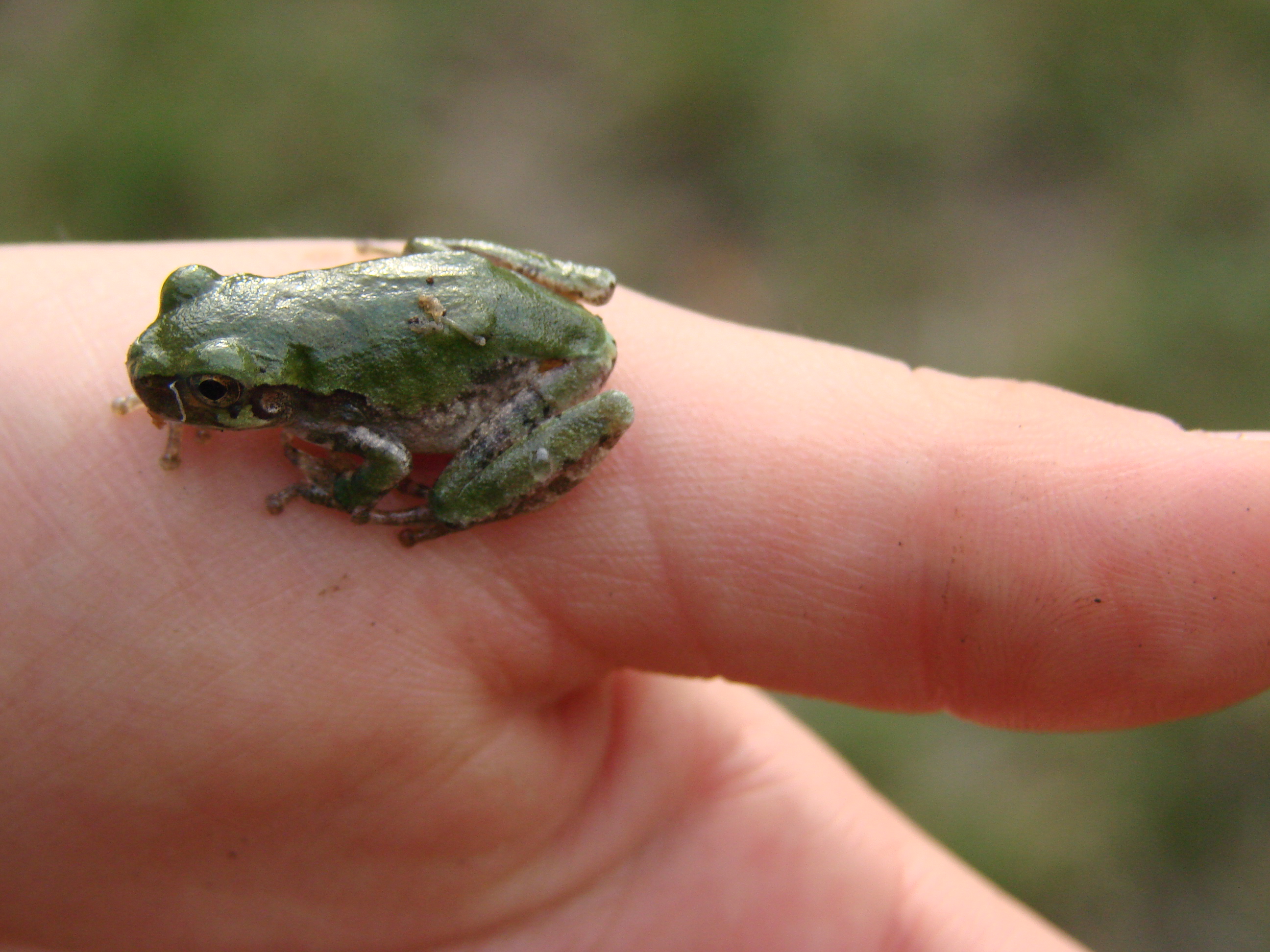 Small Tree Frog