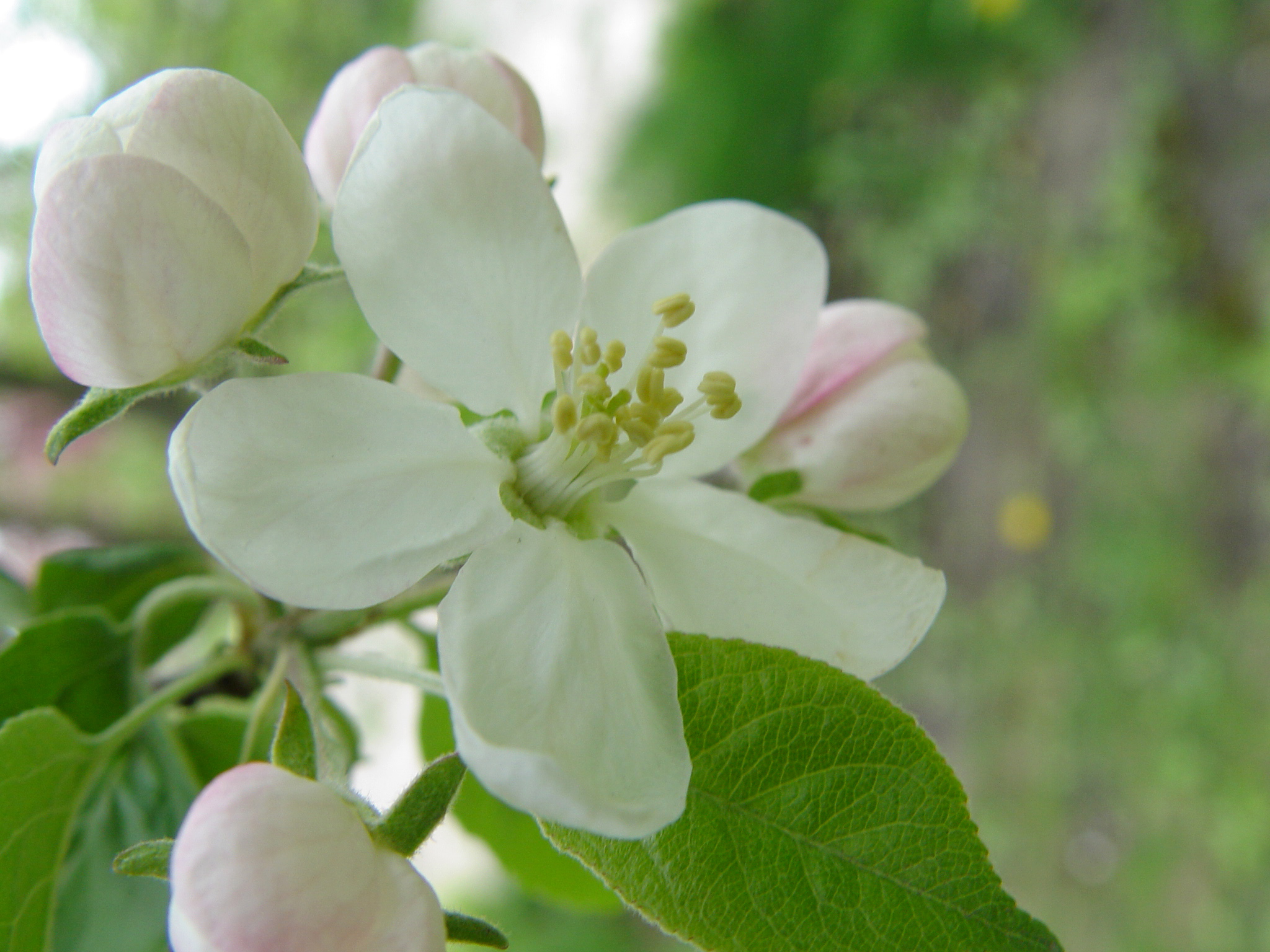 Michigan State Flower Apple Blossom Clip Art At Vector