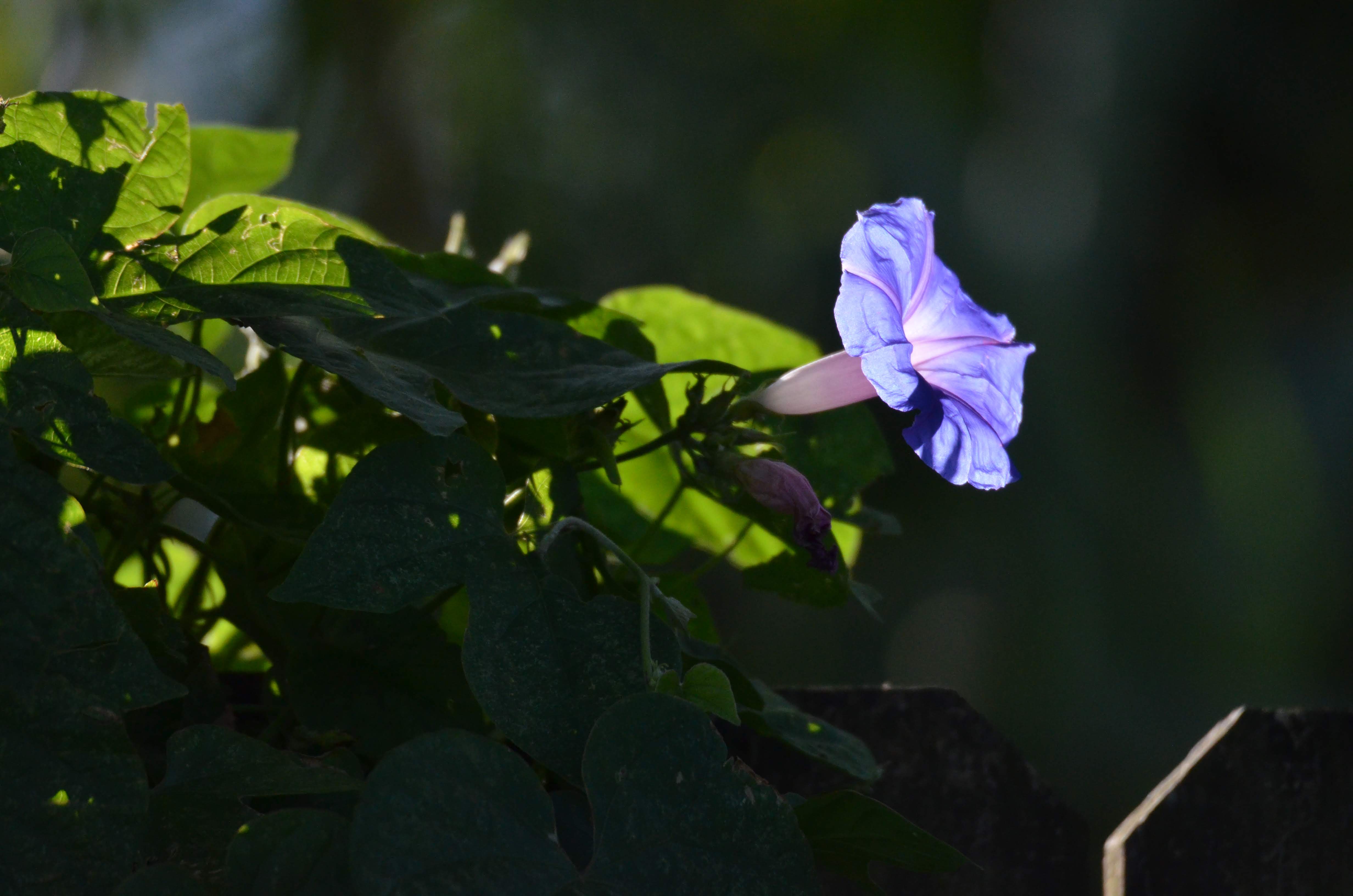 A morning glory is backlit by the morning sun.