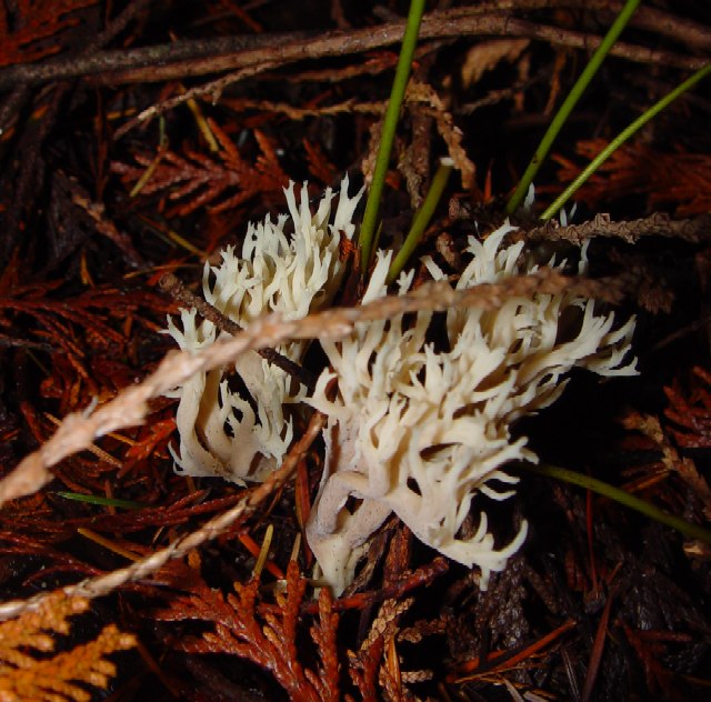 Delicate and Delicious White Coral Mushroom