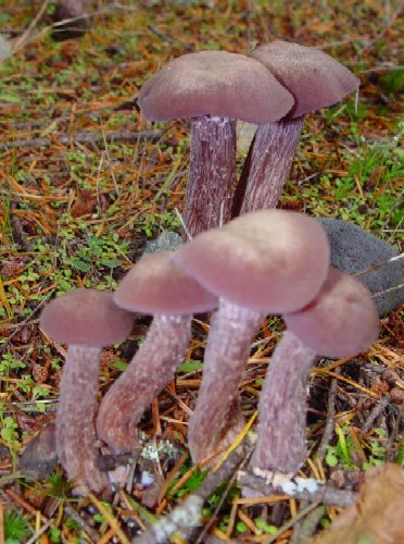 Cluster of Violet Mushrooms