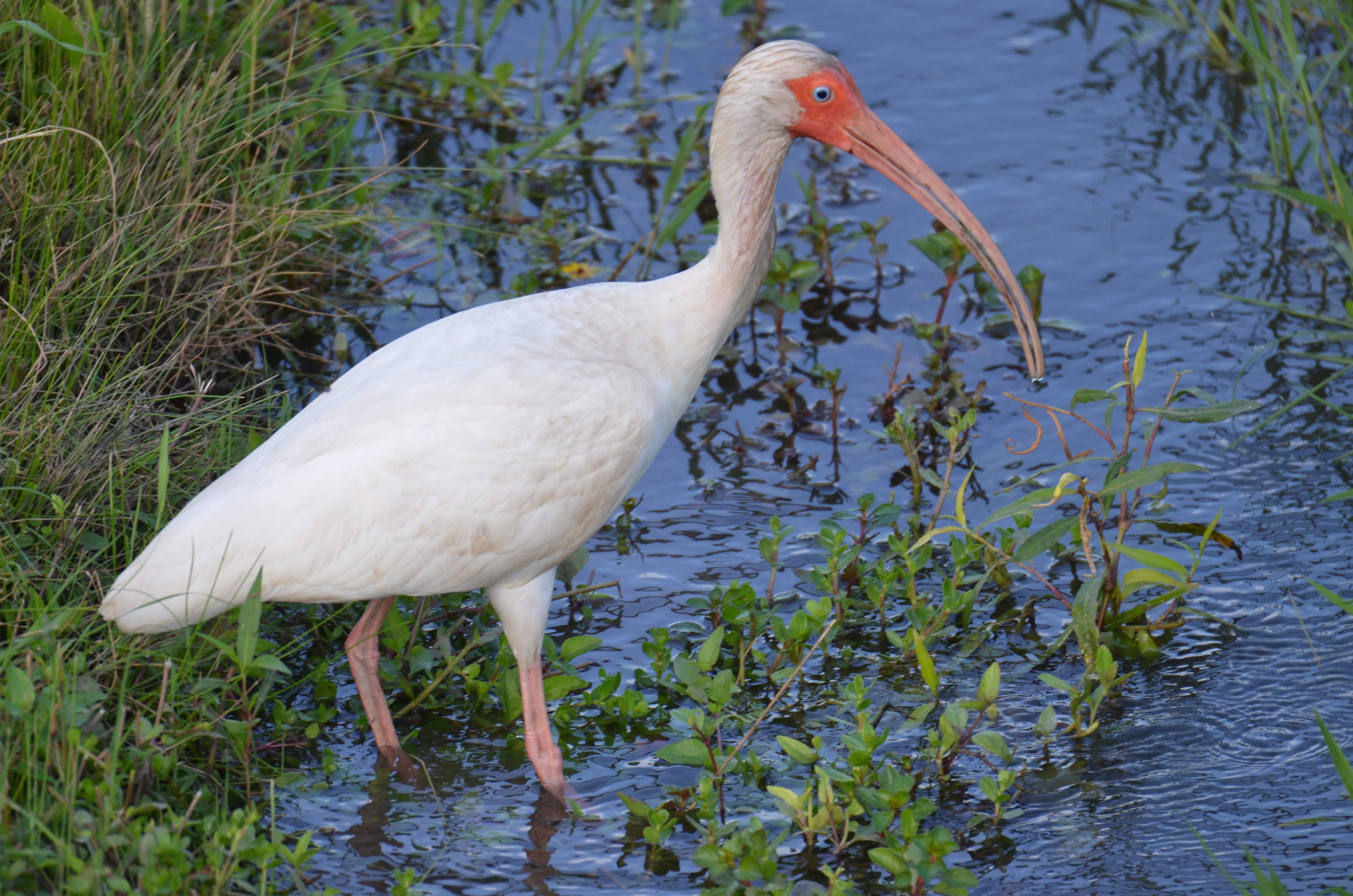 White ibis