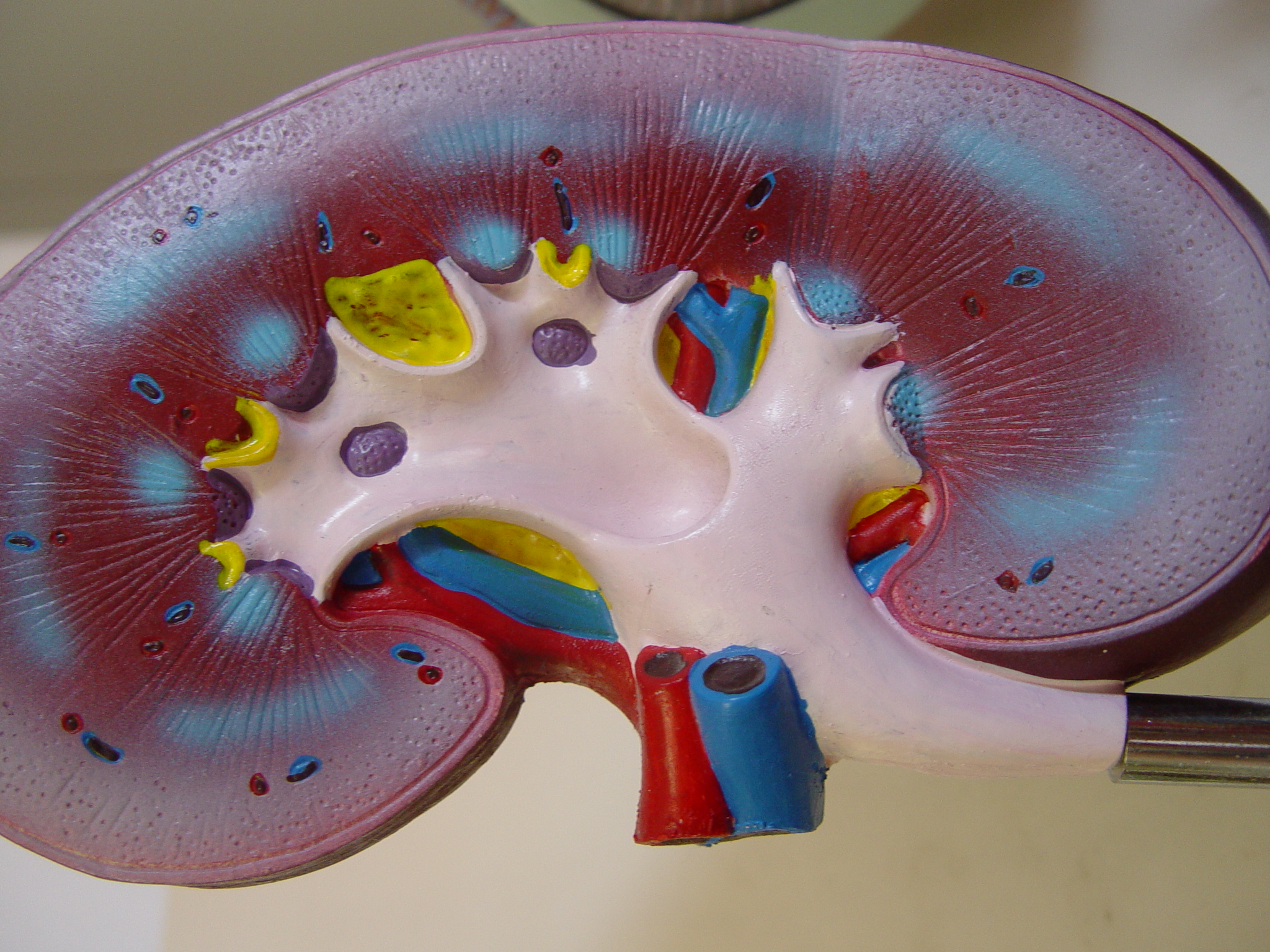 model of kidney