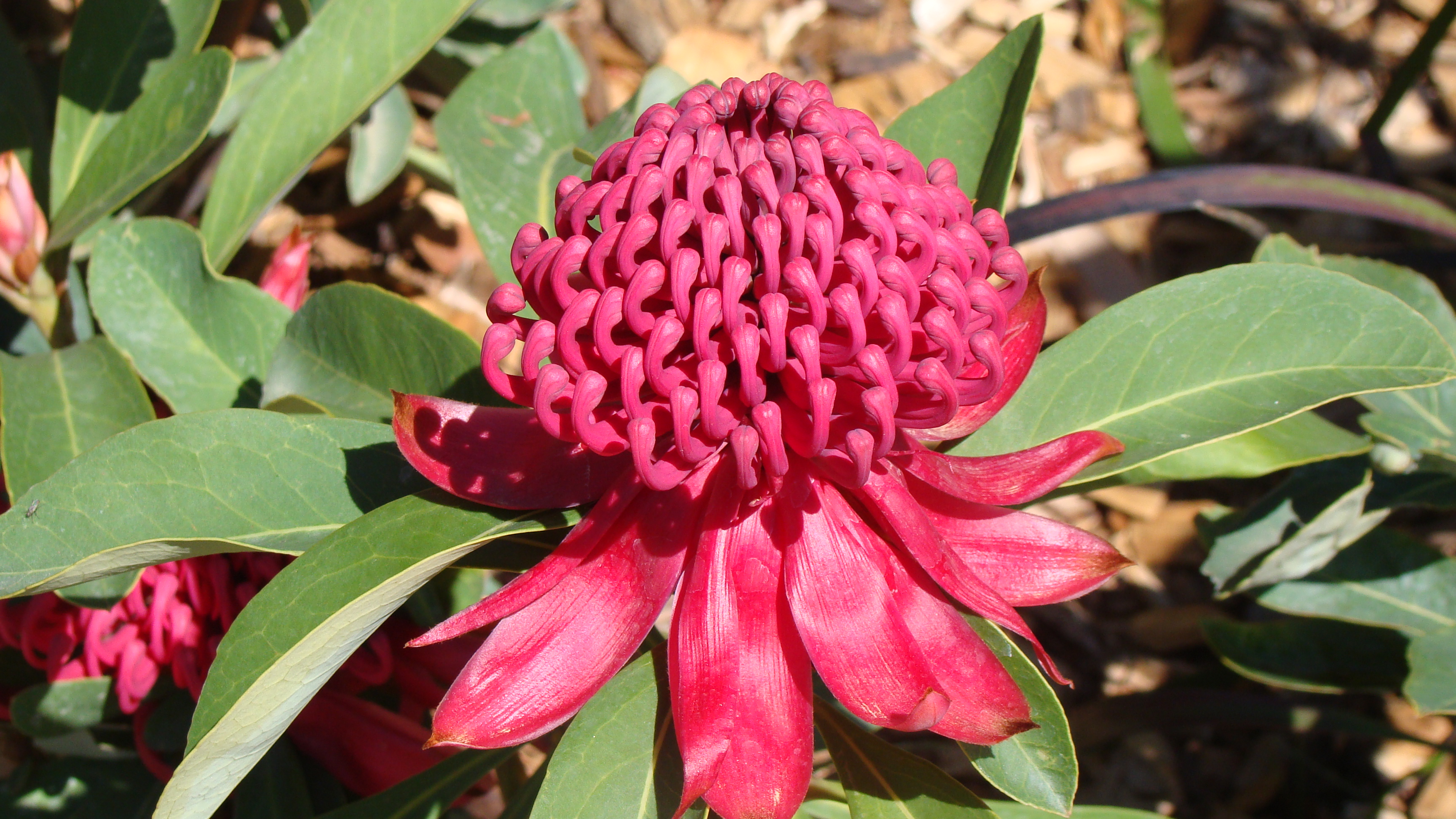 Waratah