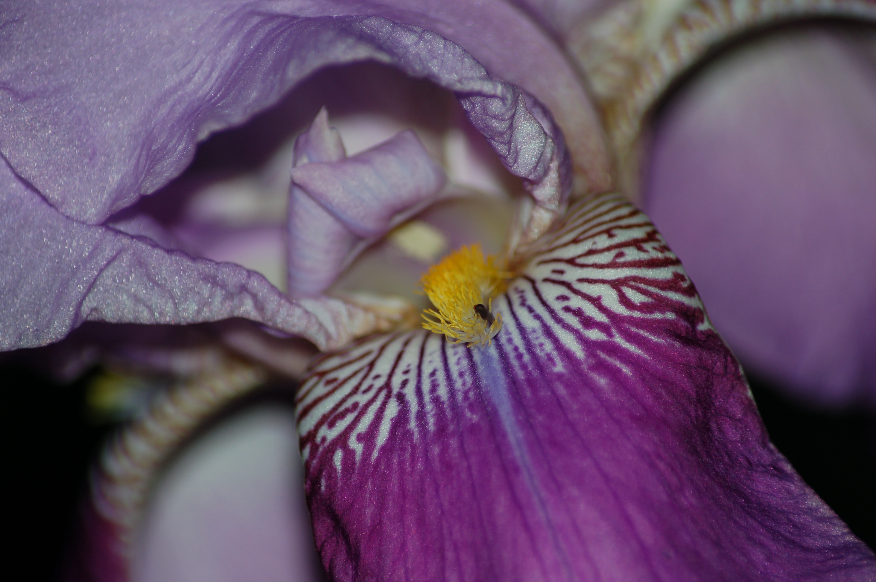 purple iris