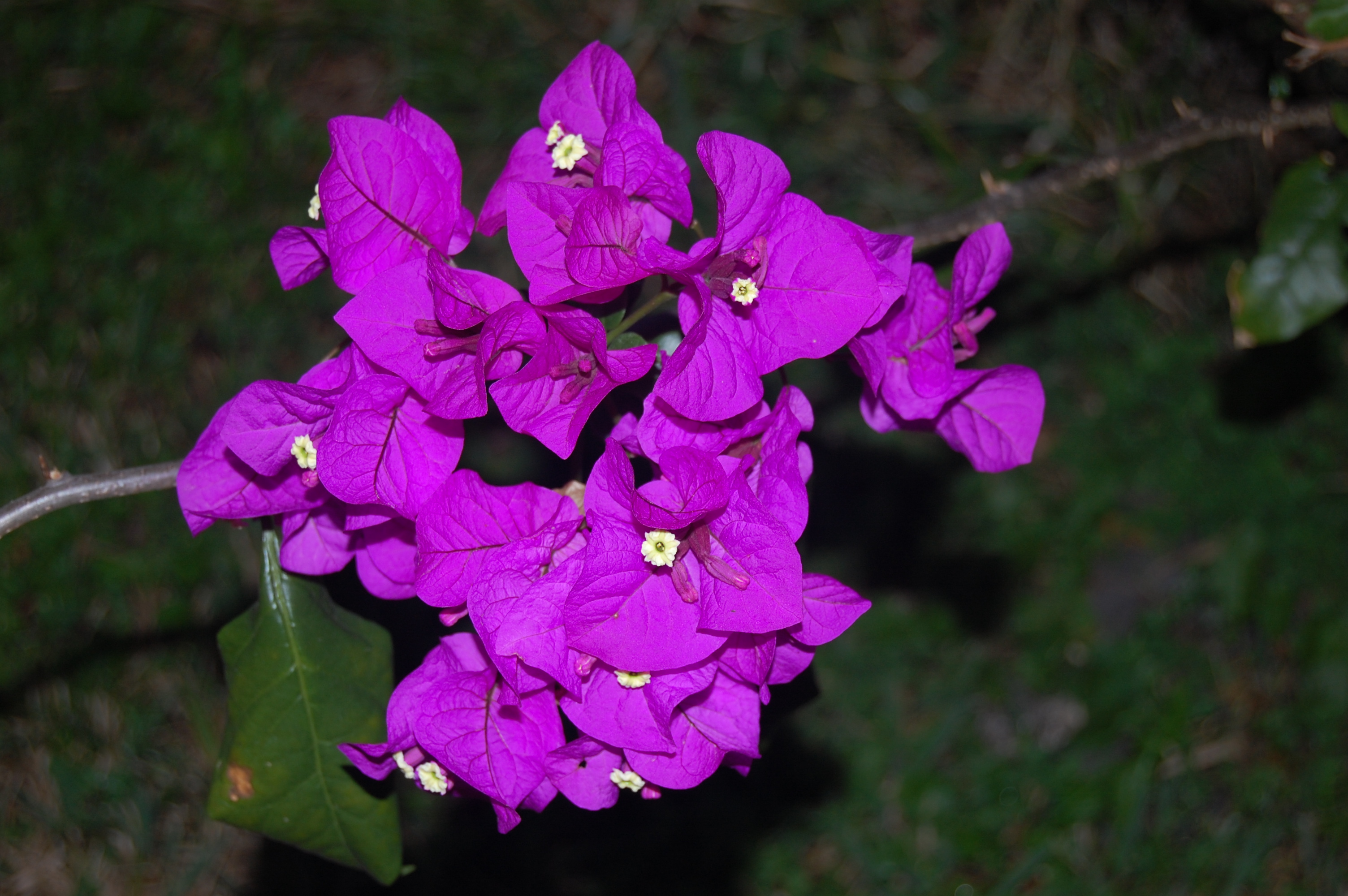 bougainvillea