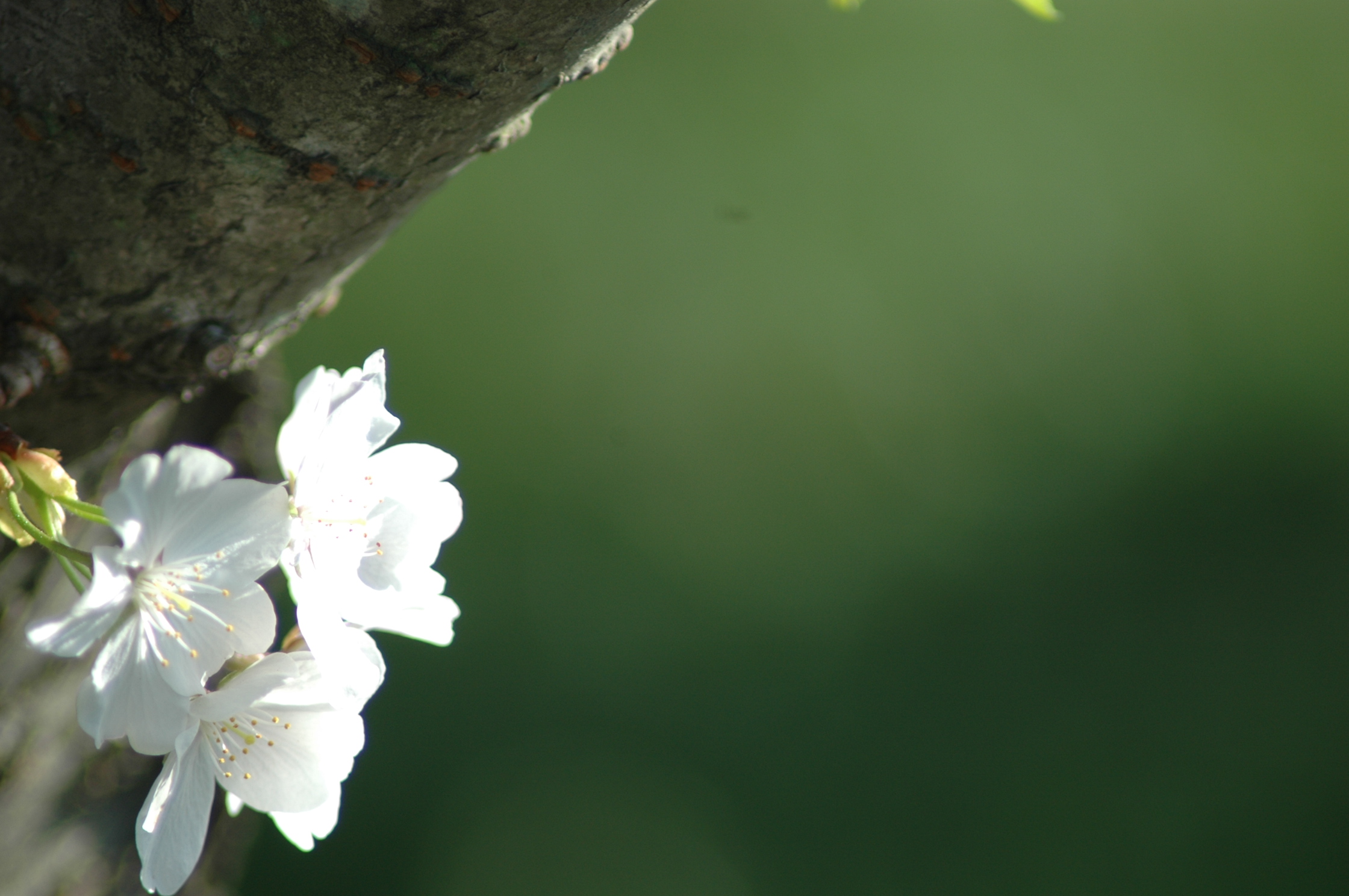 Good Morning Apple Blossom