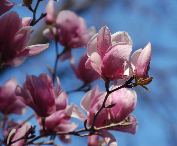 Spring Flowers
