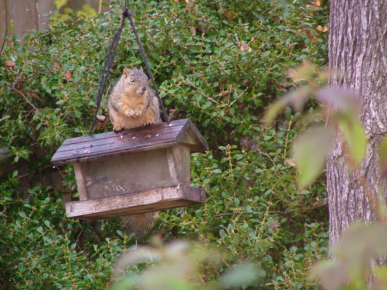 Squirrel on Feeder