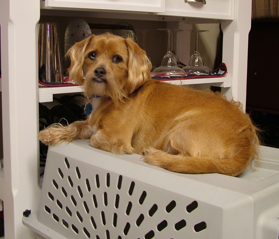 Teddy sitting on his crate.