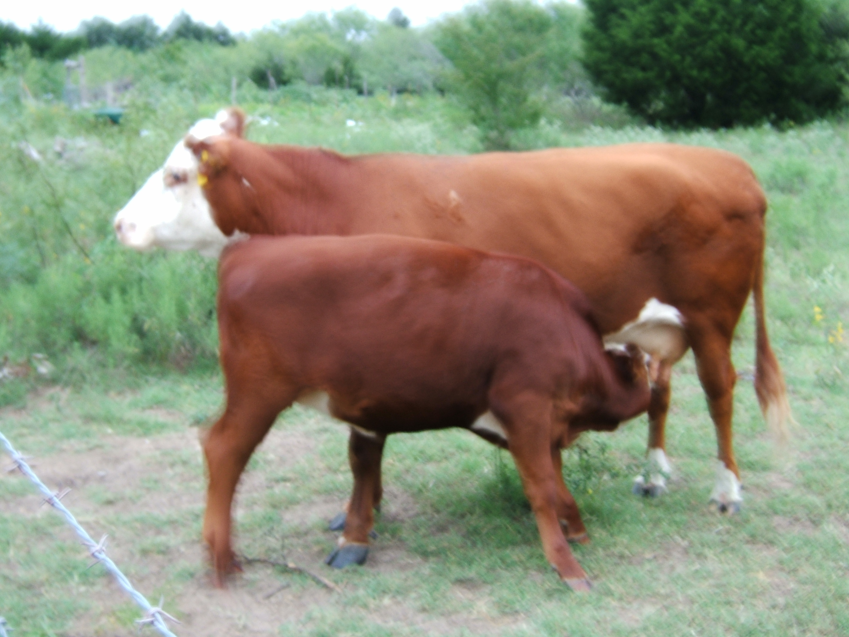 nursing calf