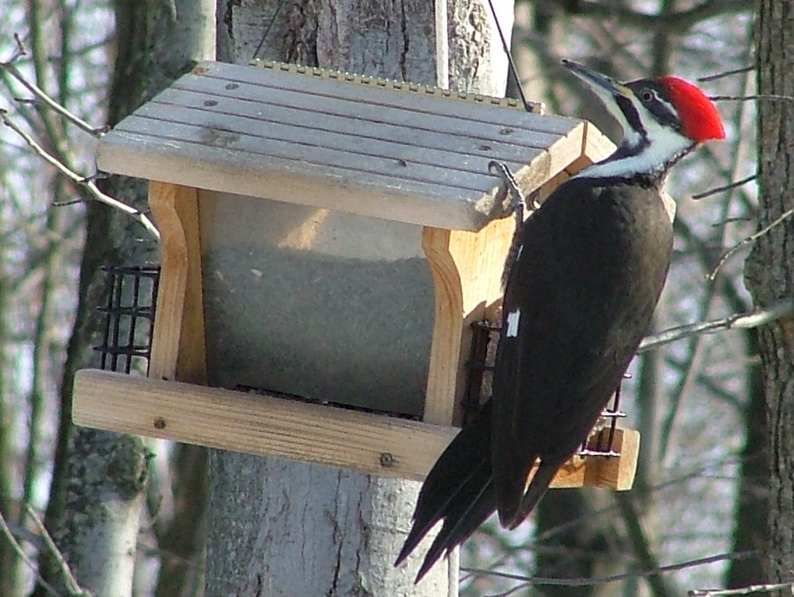 Female Pileated Woodpecker