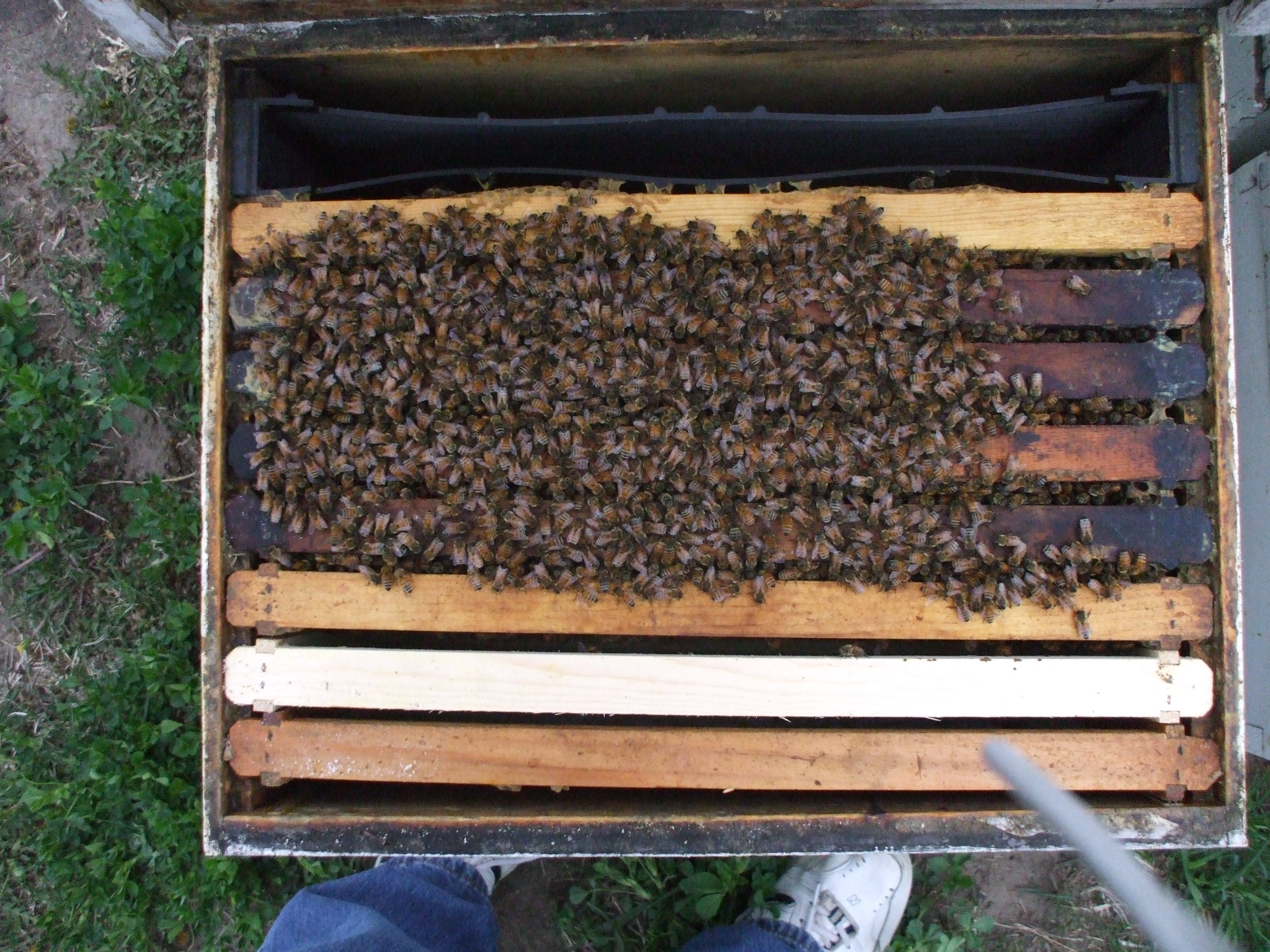 Honeybees in frame