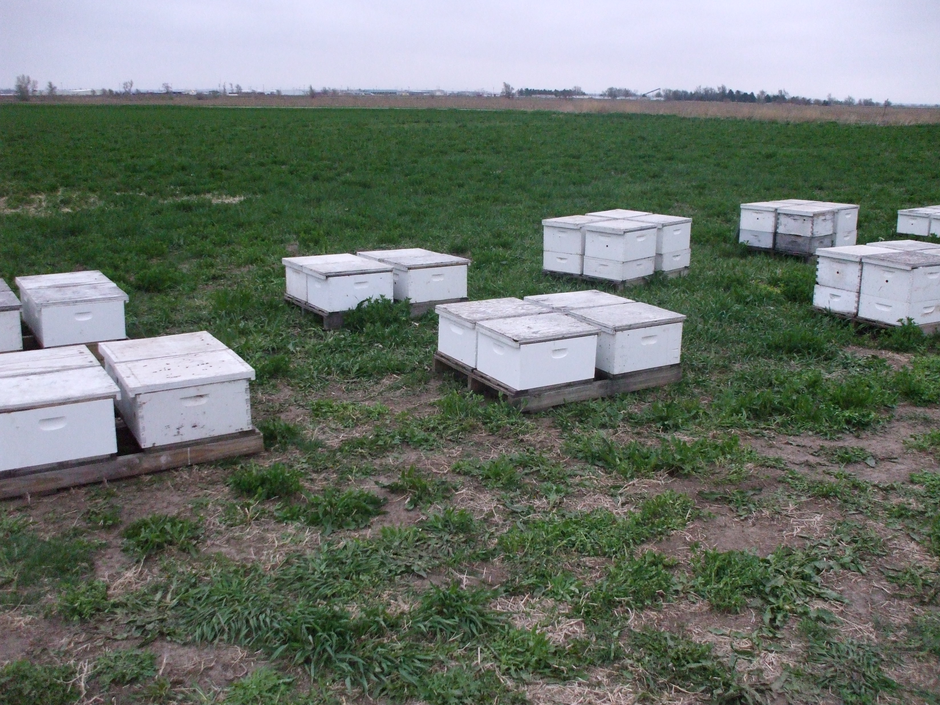 Honeybees placed by a beekeeper in a rural area