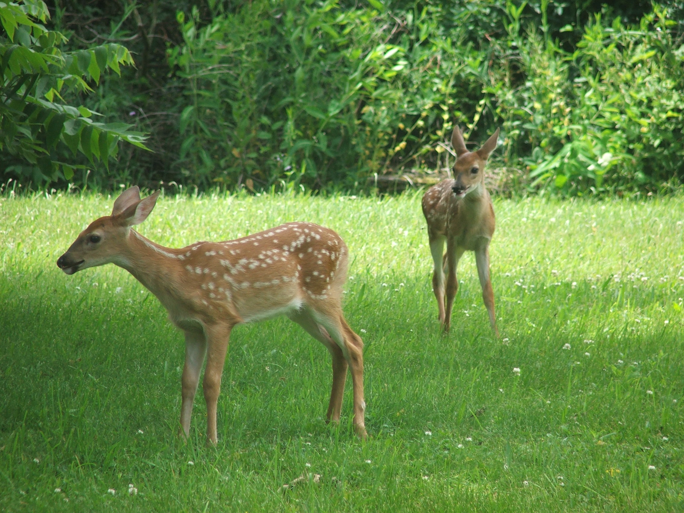 2 Fawns at Play