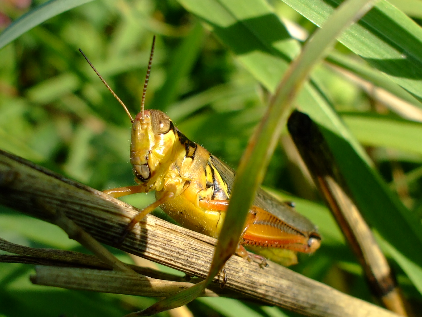 Grasshopper