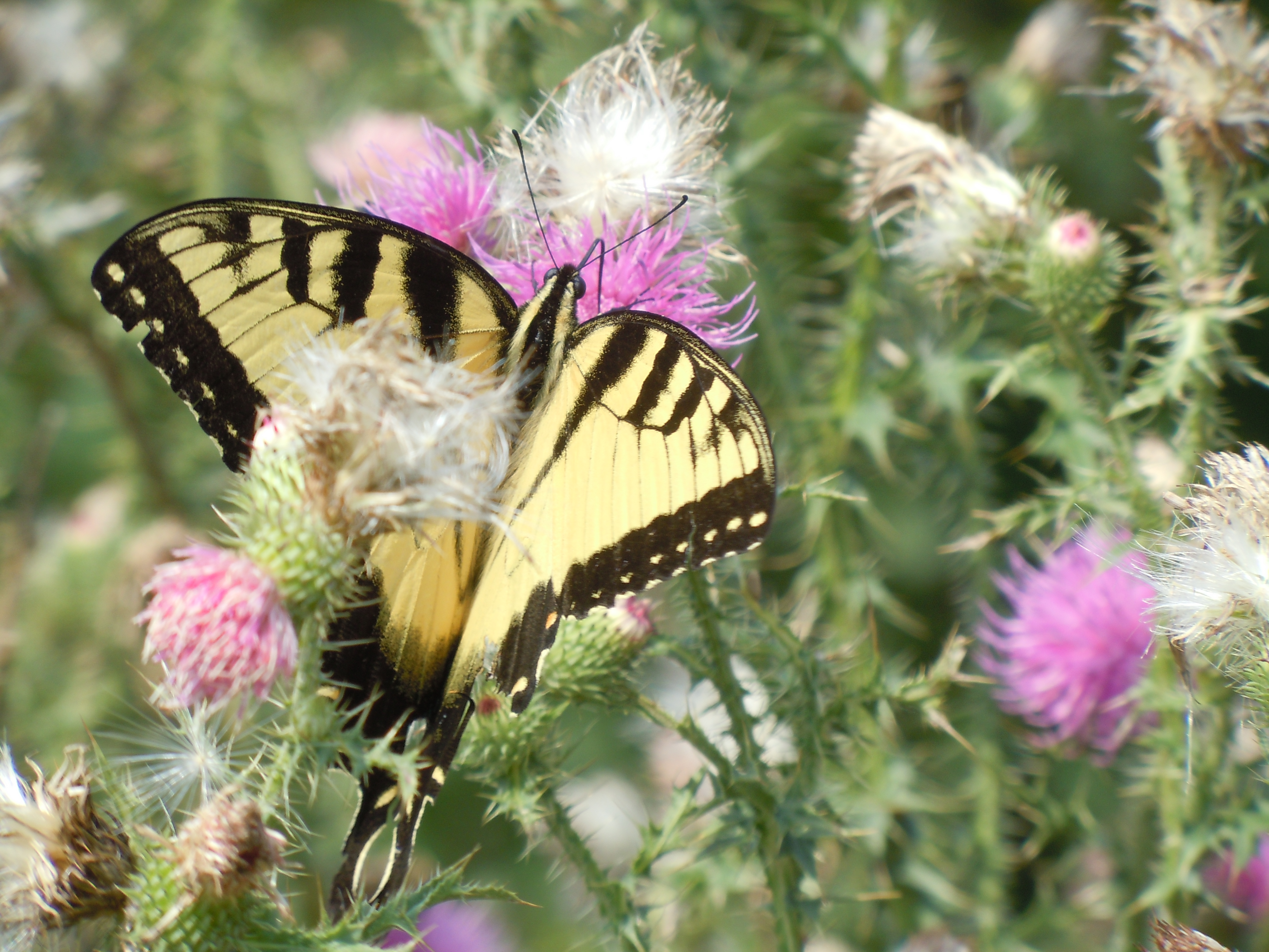 Butterfly on Skyline Drive