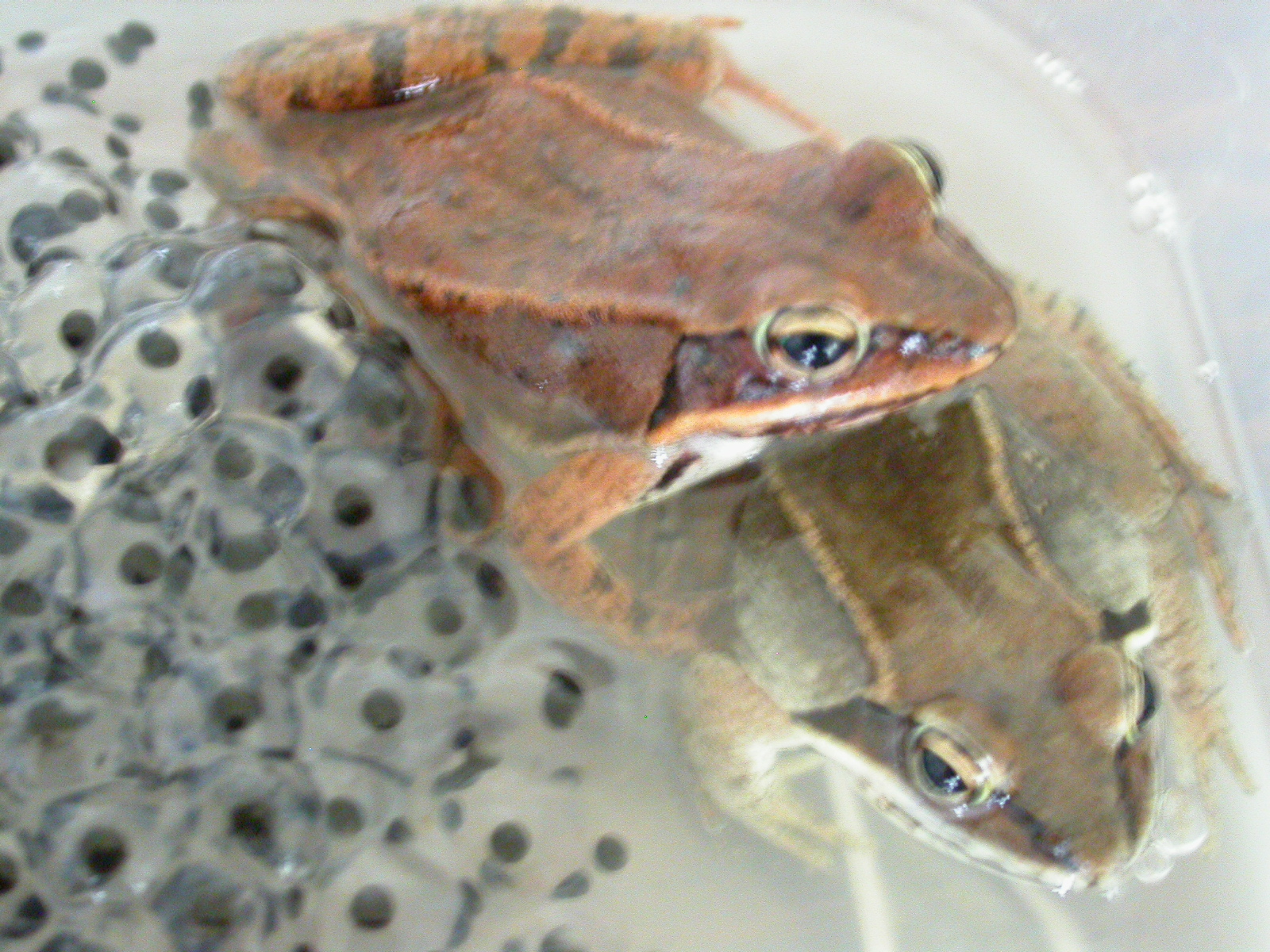 Wood frogs and eggs