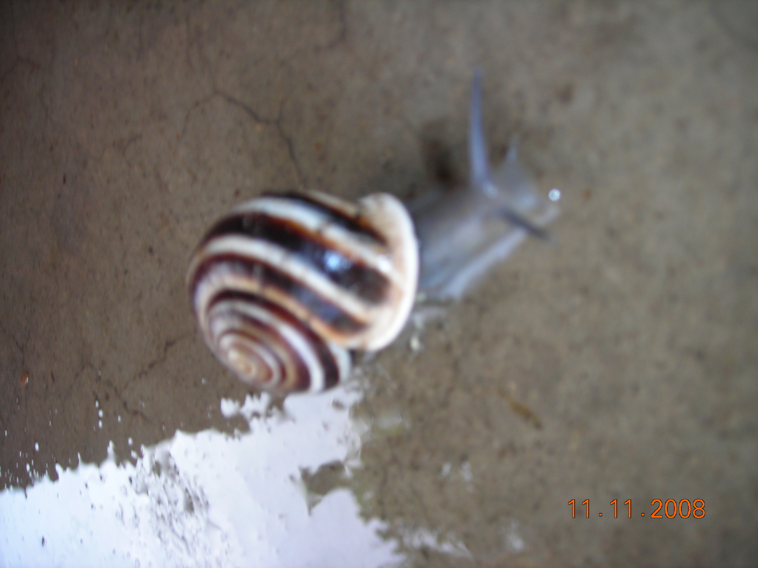 snail crawling