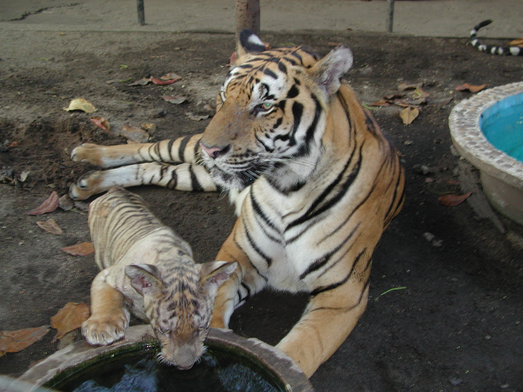 Mom and baby tiger