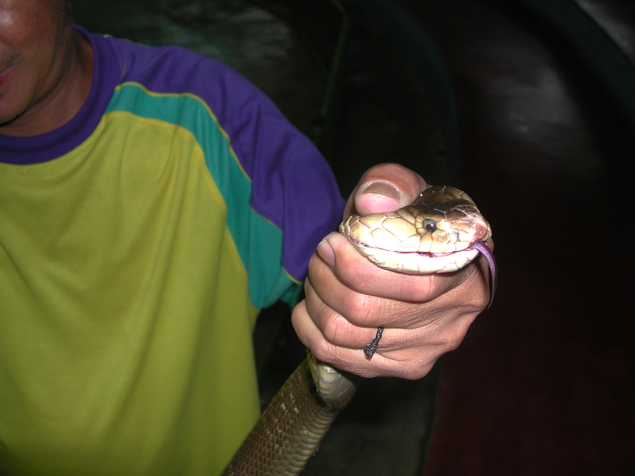 Cameroon soccer jersey 24-25