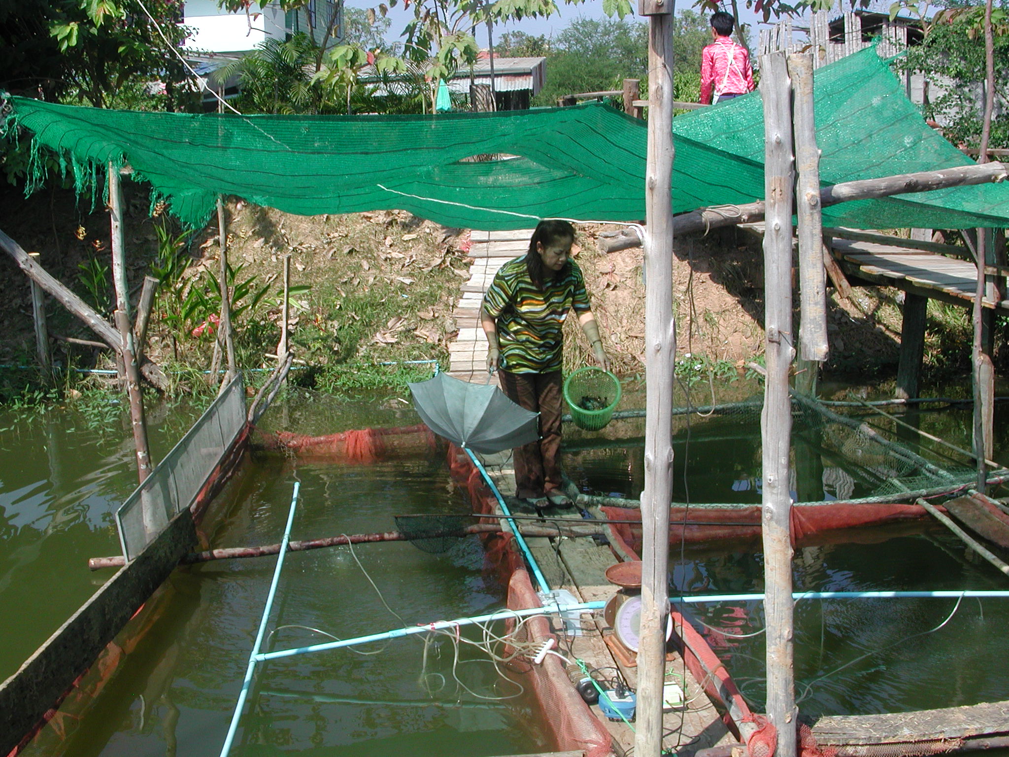 Collecting the Giant Prawns