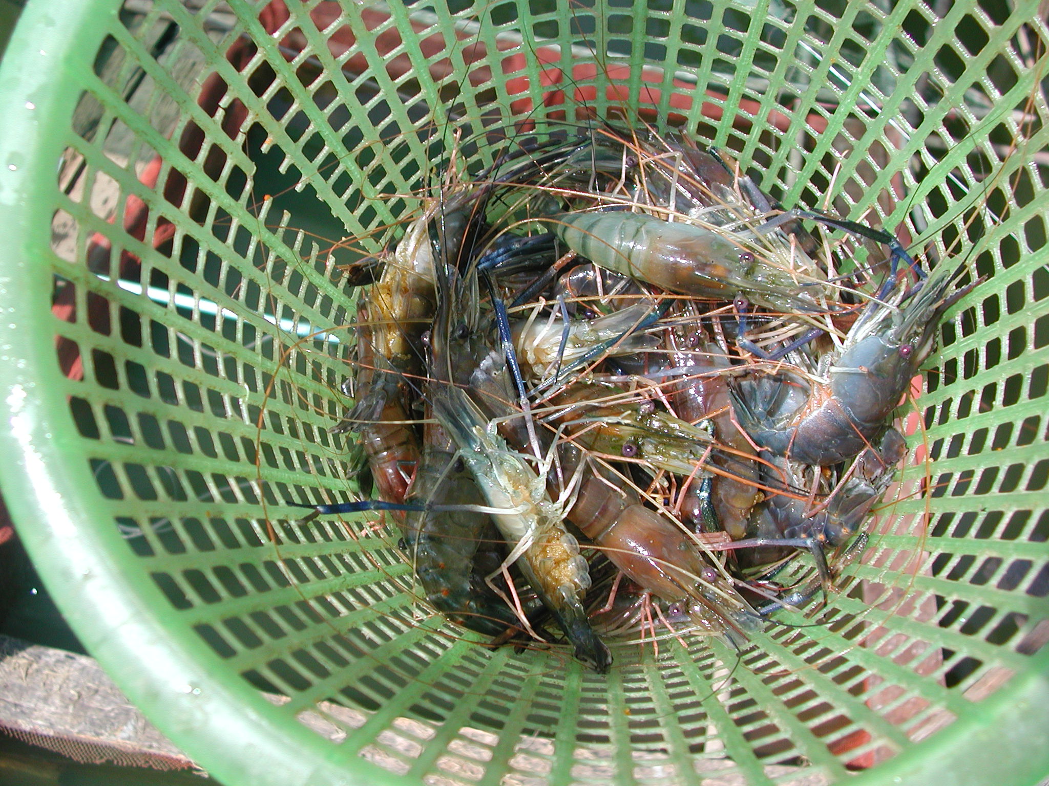 Fresh Prawns