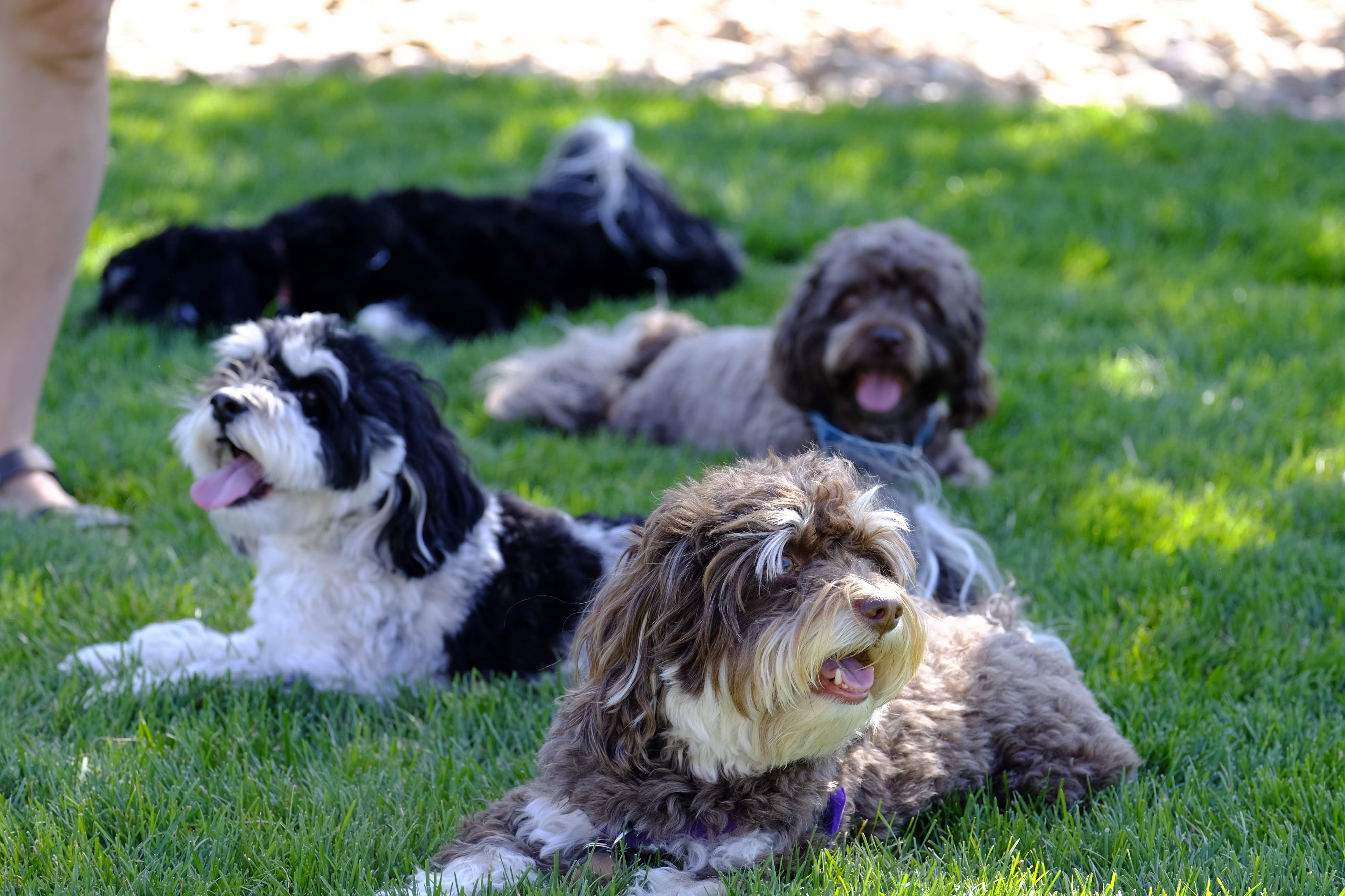 Havanese dogs resting on the grass