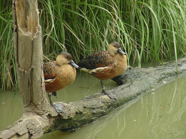 Pair of Ducks