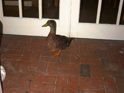 duck003.jpg